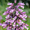 500 CALICO BEARDTONGUE (Smooth Beardtongue / Eastern Beardtongue) Penstemon Calycosus Flower Seeds