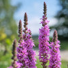1000 PINK WINGED LOOSESTRIFE Lythrum Alatum Flower Seeds