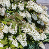 40 White OAK LEAF HYDRANGEA Quercifolia Shrub Flower Seeds