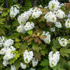 40 White OAK LEAF HYDRANGEA Quercifolia Shrub Flower Seeds