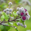 200 Great BURDOCK Arctium Lappa (Edible Burdock / Cockle-Button / Beggar's Buttons) HERB Flower Seeds