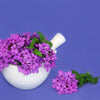 150 BUENOS AIRES VERBENA Brazilian Purple Bonariensis Patagonica Flower Seeds