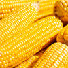 Yellow Corn Seeds – ' Early Xtra Sweet ' Zea Mays Vegetable