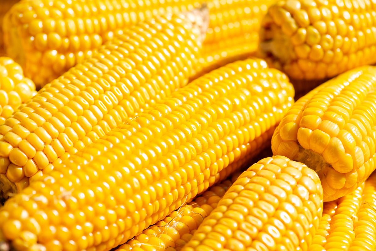 Yellow Corn Seeds – ' Early Xtra Sweet ' Zea Mays Vegetable