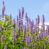 100 ORGANIC Superior LICORICE MINT Agastache Rugosa Korean Tea Herb Purple Flower Seeds