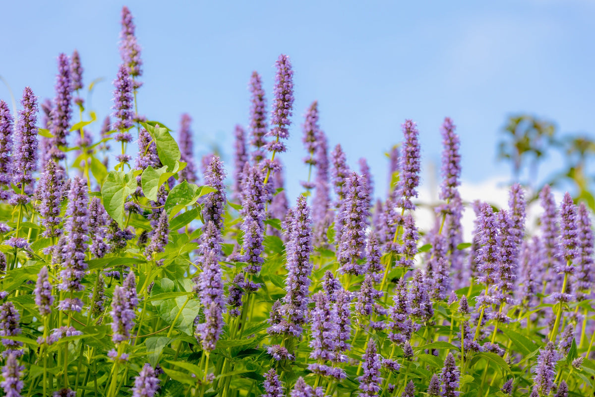 Organic Superior Licorice Mint Agastache Rugosa Korean Tea Herb Purple Flower Seeds – photo 7
