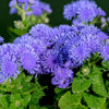 100 Dwarf BLUE MINK AGERATUM Houstonianum Fuzzy Double West Indies Flower Seeds