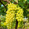 Green (Dessert / Table) Grape Vitis Vinifera Fruit Vine Seeds