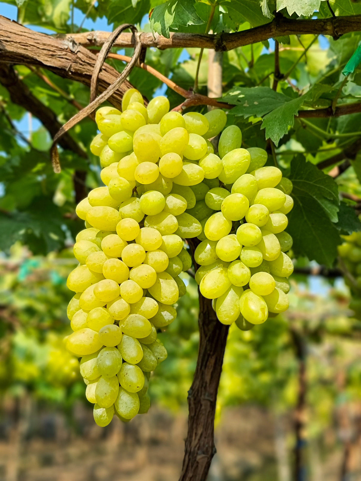 Green (Dessert / Table) Grape Vitis Vinifera Fruit Vine Seeds