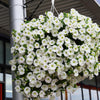 25 WHITE PETUNIA Grandiflora Flower Seeds