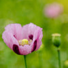 1000 SINGLE LILAC POPPY Papaver Somniferum Purple Heirloom Flower Seeds