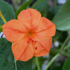 75 MIXED FOUR O CLOCK aka Marvel of Peru Mirabilis Jalapa Flower Seeds