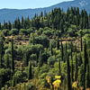 20 MEDITERRANEAN CYPRESS TREE Italian Pencil Pine Cedar Cupressus Sempervirens Stricta Seeds