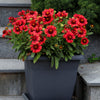 50 BURGUNDY GAILLARDIA Red Indian Blanket Flower Seeds