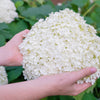 50 PEE GEE HYDRANGEA Paniculata Peegee Panicle White Pink Flower Shrub Seeds