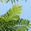 25 BLUE JACARANDA TREE ( Fern Tree / Brazilian Rose Wood / Green Ebony ) Jacaranda Mimosifolia Seeds