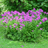 Tall Purple Phlox Seeds – Paniculata Garden Summer Native Hummingbird Flower – photo 9