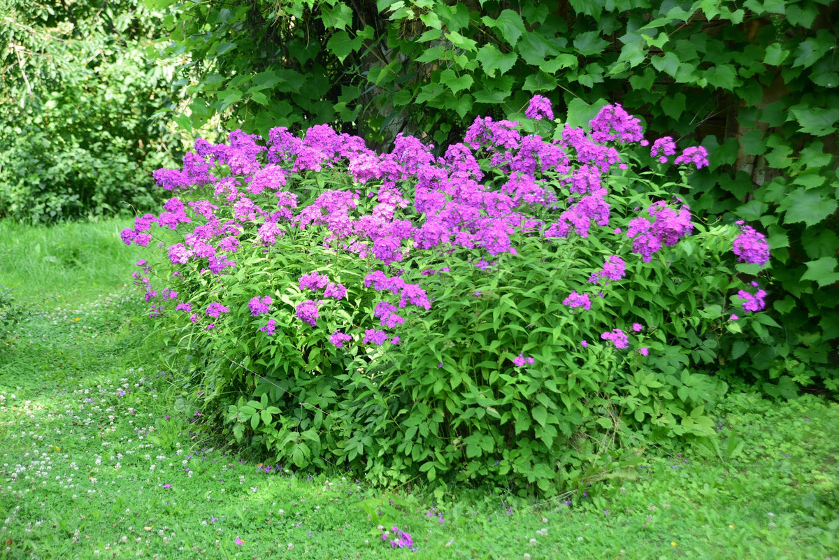 Tall Purple Phlox Seeds – Paniculata Garden Summer Native Hummingbird Flower – photo 9