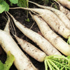 1250 WHITE ICICLE RADISH Raphanus Sativus Vegetable Seeds