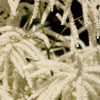 50 WHITE GOATS BEARD (like Astilbe) Aruncus Dioicus Flower Seeds