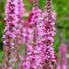 1000 PINK WINGED LOOSESTRIFE Lythrum Alatum Flower Seeds