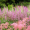 100 PINK MIX ASTILBE (False Spirea / False Goats Beard) Astilbe Chinensis Flower Seeds
