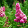 50 ROSE DOUGLAS SPIREA Pink Hardhack Steeple Bush Spiraea Douglasii Flower Shrub Seeds