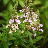 100 CANADIAN GERMANDER American Wood Sage Teucrium Canadense Herb Flower Seeds