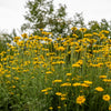 250 GOLDEN MARGUERITE DAISY Dyer's Yellow Chamomile Anthemis Tinctoria Kelwayi Cota Tinctoria  Paris Daisy Herb Flower Seeds