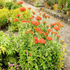 300 MALTESE CROSS Jerusalem Cross Lychnis Campion Chalcedonica Flower Seeds
