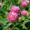 Red Clover Seeds – Monarchs Trifolium Pratense Rose Mauve Flower Ground Cover – photo 6