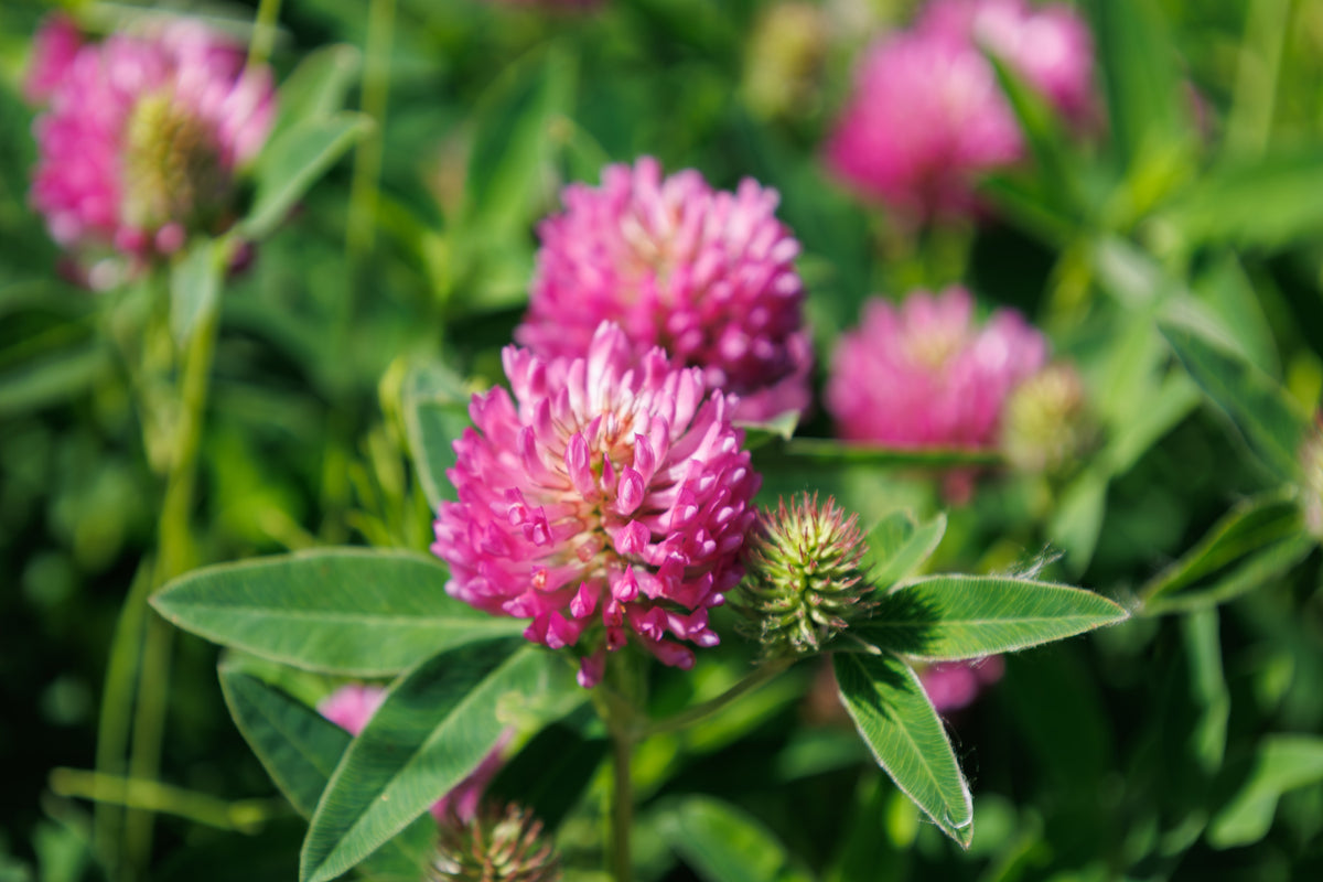 Red Clover Seeds – Monarchs Trifolium Pratense Rose Mauve Flower Ground Cover – photo 6