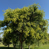 10 GOLDEN RAIN TREE Goldenrain Koelreuteria Paniculata Yellow Flower Seeds