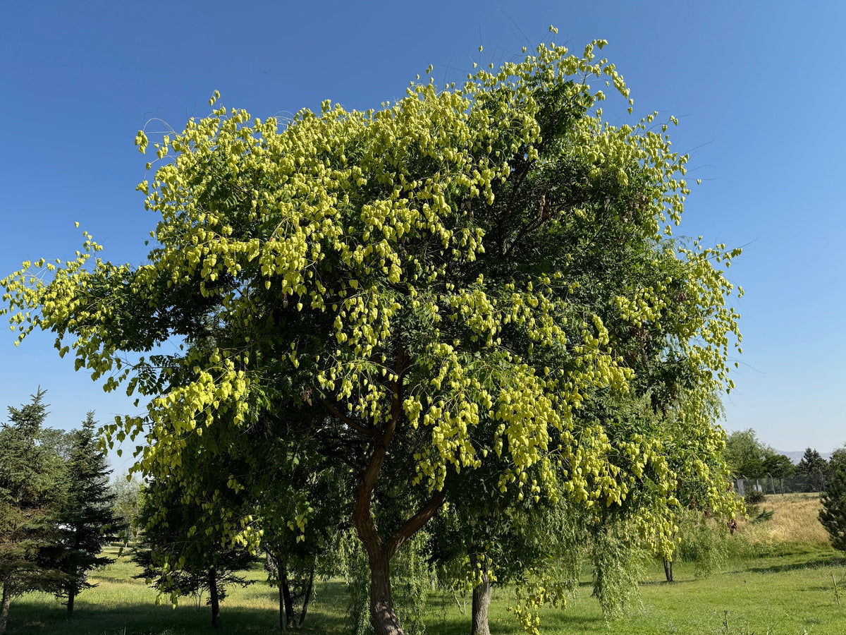 Golden Rain Tree Seeds – Goldenrain Koelreuteria Paniculata Yellow Flower – photo 5