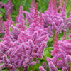 100 PINK MIX ASTILBE (False Spirea / False Goats Beard) Astilbe Chinensis Flower Seeds