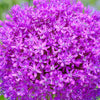 25 GIANT ALLIUM Allium Giganteum Purple Globe Flower Seeds