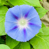 75 Blue STAR MORNING GLORY Ipomoea Tricolor Flower Vine Seeds