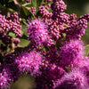 50 ROSE DOUGLAS SPIREA Pink Hardhack Steeple Bush Spiraea Douglasii Flower Shrub Seeds