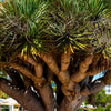 Dragon Tree Seeds – Dracaena Draco Canary Island Drago Blood Asparagus Yucca Evergreen Succulent Houseplant – photo 4
