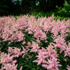 100 PINK MIX ASTILBE (False Spirea / False Goats Beard) Astilbe Chinensis Flower Seeds