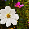 350 PURITY WHITE COSMOS Cosmos Bipinnatus Flower Seeds