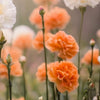 50 ORANGE CARNATION Dianthus Caryophyllus Chabaud Double Flower Seeds