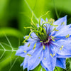 500 LOVE In A MIST PERSIAN Jewels Mixed Colors (Fennel Flower) Nigella Damascena Flower Seeds