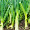 500 BROAD LONDON LEEK Allium Porrum Heirloom White & Green Vegetable Seeds
