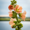 25 PEACH & BROWN HOLLYHOCK Alcea Rosea Flower Seeds Perennial