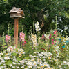 25 WHITE HOLLYHOCK Alcea Rosea Flower Seeds Perennial