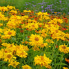 50 SUMMER SUN SUNDROPS Yellow Heliopsis Scabra False Sunflower Flower Seeds
