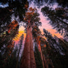 40 GIANT SEQUOIA Sequoiadendron Giganteum Sierra Redwood Tree Seeds