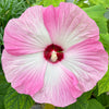 10 Luna PINK SWIRL Hardy HIBISCUS Moscheutos Flower Seeds