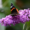 50 VIOLET BUTTERFLY BUSH Buddleja Davidii Purple Flower Seeds